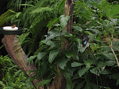 057 Kuranda Butterfly Sanctuary
